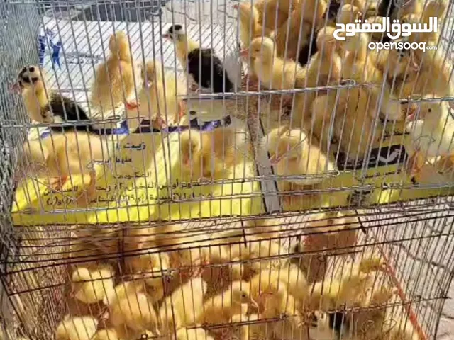 انا عندي بط النادر فقط للسبع دراهم انواع الطيور النادره بسبعه دراهم والصيصان على مع التوصيل.
