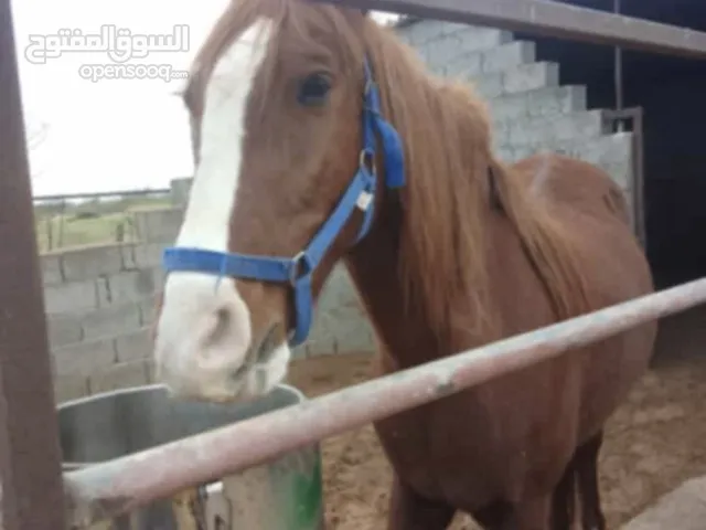 خيل لي بيع