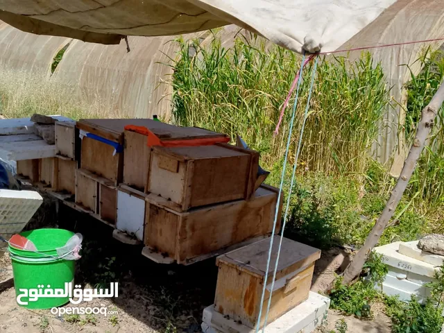 نحل بحالة ممتازة للبيع بسعر حرق ....