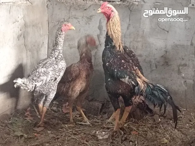 متاح ادخل للوصف