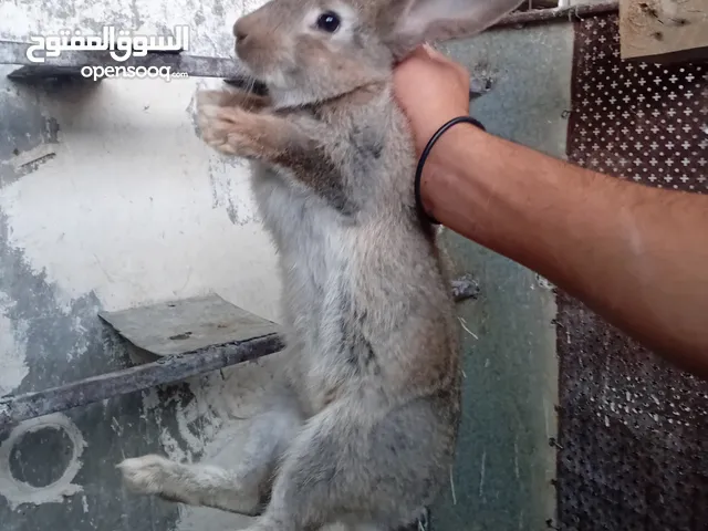 ذكر و انثايتين هجين الماني للبيع