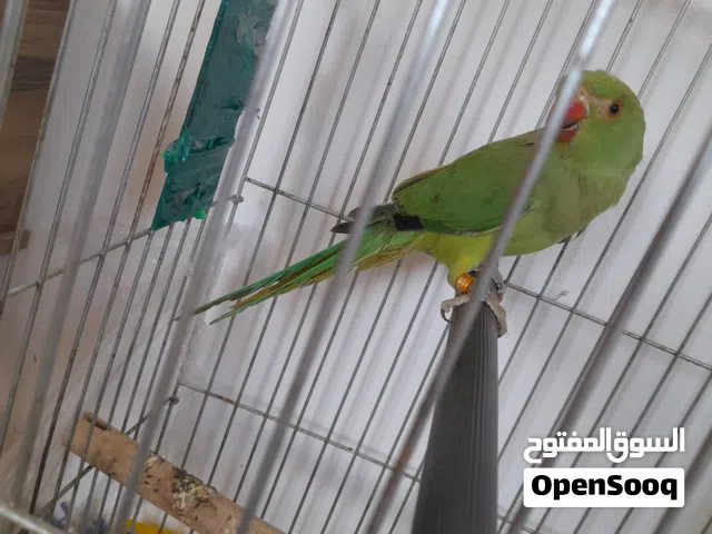 فرررررررخ دره للبيع اليف 70 بميه