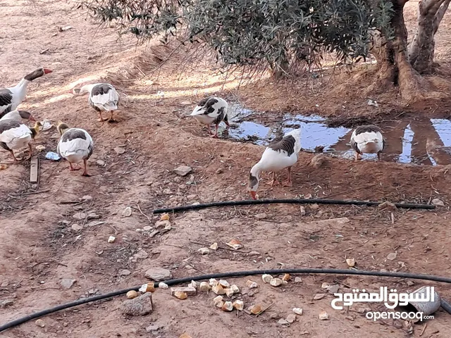 وز للبيع العدد 8