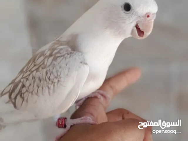كوكتيل ذكر او انثى قابلين للتزاوج