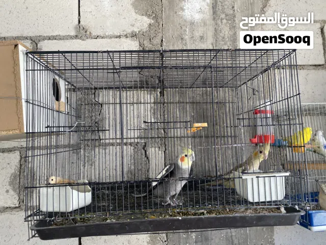 بسم الله الرحمن الرحيم  ماشاءالله تبارك الرحمن  جوز كوكتيل الذكر أليف الأنثى نص أليف  بدون قفص