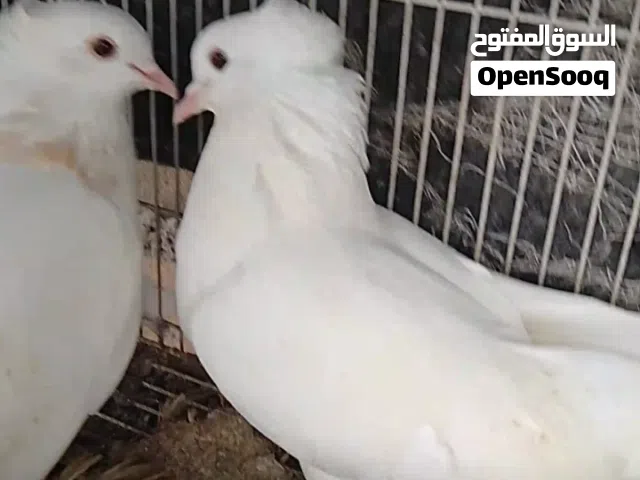 نيكولا زوجين وصفرزيراي للبيع 3ازواج بصره الزبير