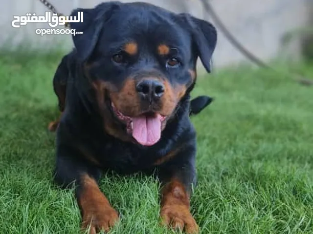 متاح انتايه رود وايلر لاقوة الا بالله  العمر  سنه وتسعه  شهور    اقراء تحت
