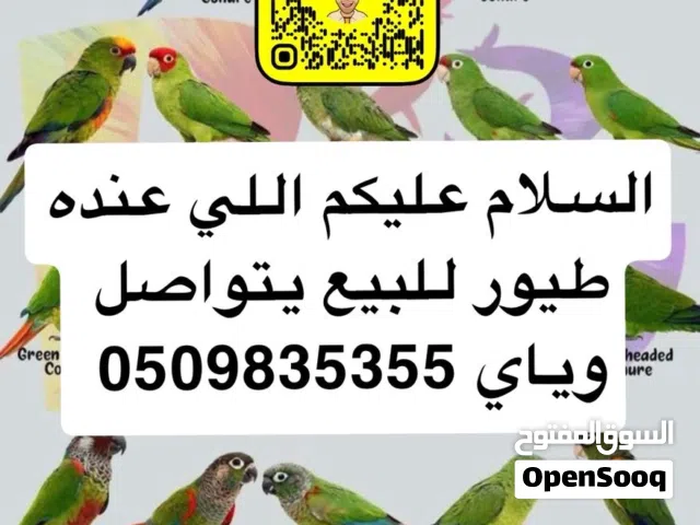 مطلوب اخواني جميع انواع الببغاوات