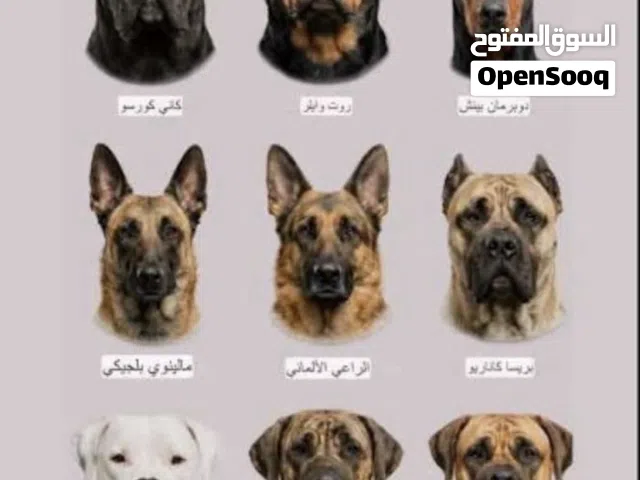 مطلوب كلب لتبني طرابلس