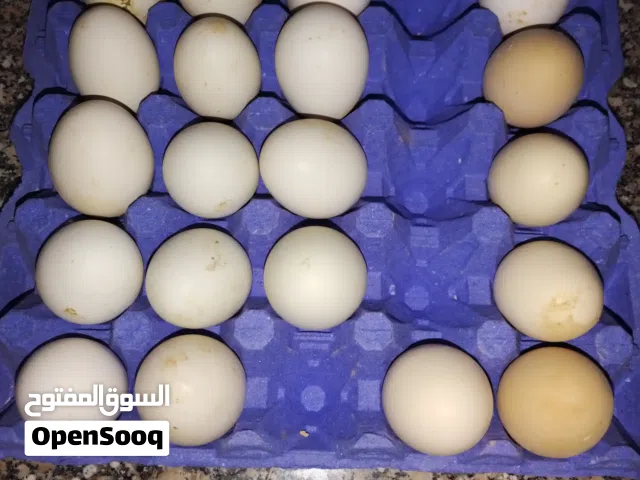 موجود بيض مخصب بإذن الله