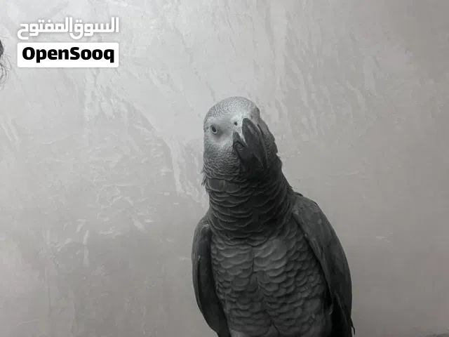 ببغاء كاسكو للبيع