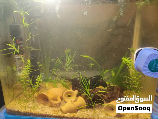 بيع حوض + نباتات ماء + جمبري اكثر منه 55 طرف