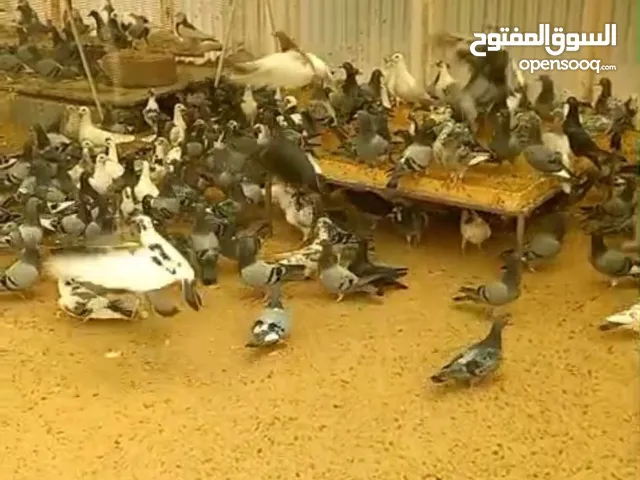 للبيع حمام زاجل بلدي عمر 3 شهور