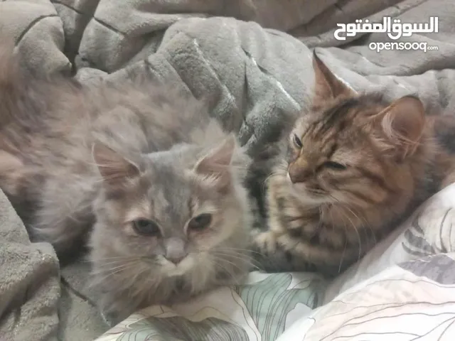 ميشو وميشا للبيع،، بنات