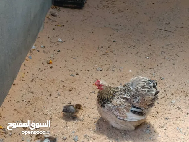 كوبيه استرالي ربي يبارك لون وتكركيبه اقرا الوصف