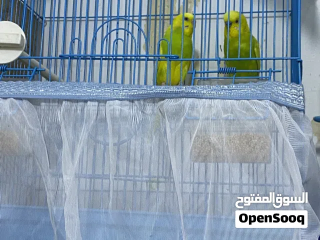 طيور بادجي تحتهم بيض
