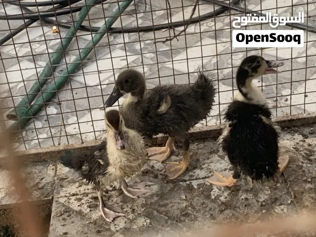 بط للبيع اناث وذكور