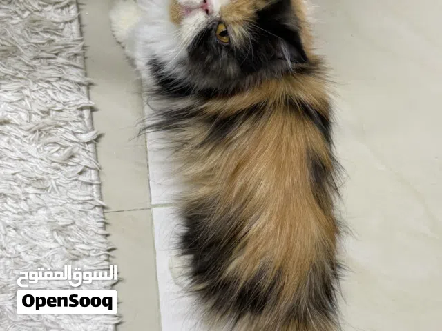 انثى بيكي فيس