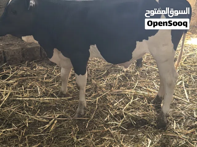 متوفر عجال تهجين نمساوي ع ظفاري