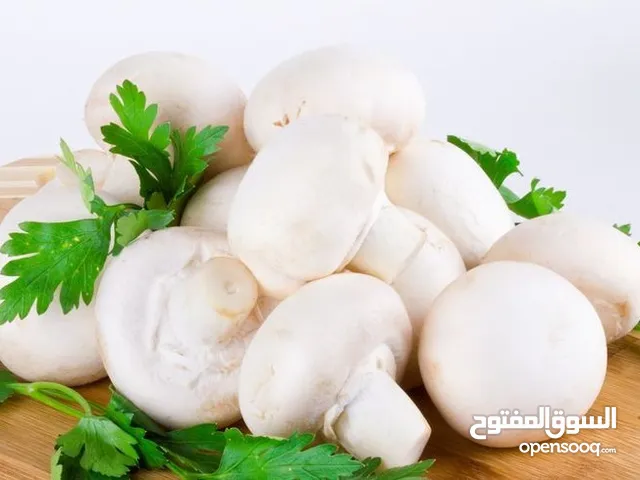مشروم فريش