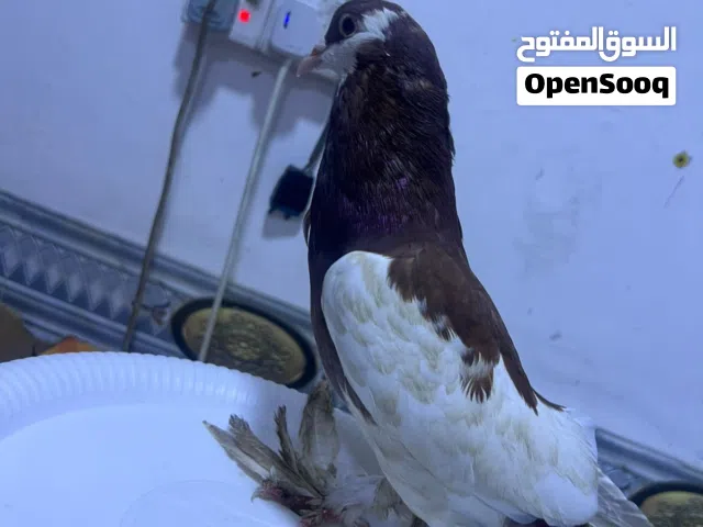 حمام ابو نفاخ