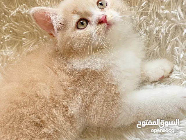 قطط شيرازيـه بيور عمر شهرين