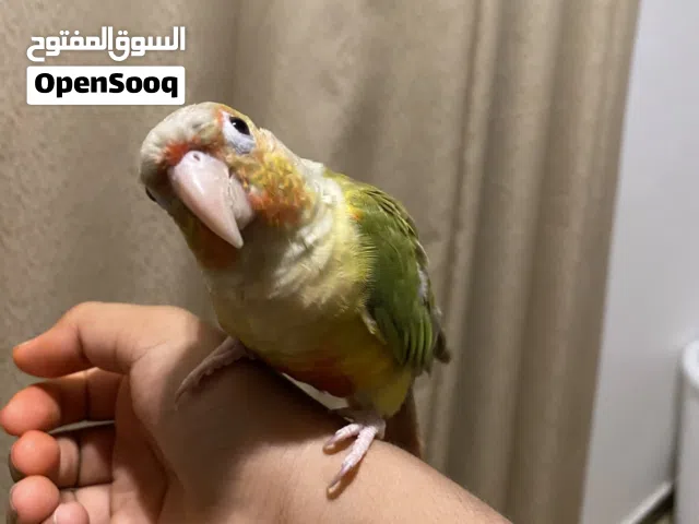 بغبغاء كنيور اناناس