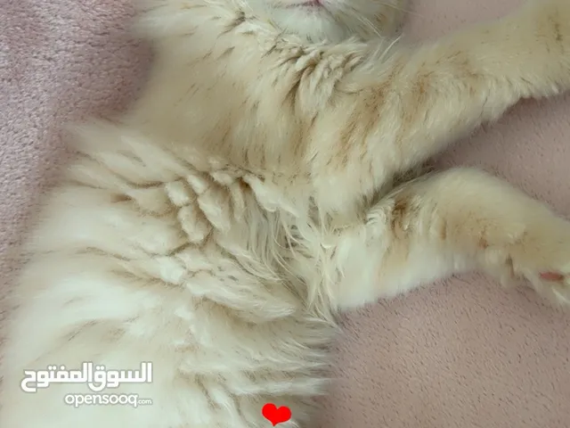 قطة انثى البيضاء وذكر البيج ، عندهم جوازات ومطعمين ، جاهزين ، لعوبين ولطيفين جدا