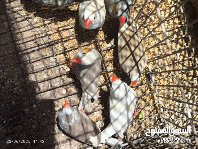 سلام عليكم ورحمه الله متاح 3جواز زيبرا وطرف فردي وجوز بانده دكر 4/3 وإنتا باندا للبيع