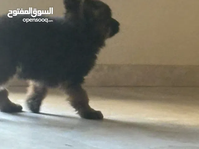 جرو جيرمين شيبرد نتايه للبيع شهرين ونص بيور