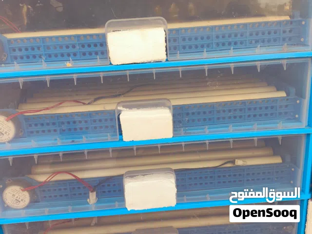 2فقاصات بيضه550بيضه ربي يبارك نسبه تفقيص98٪