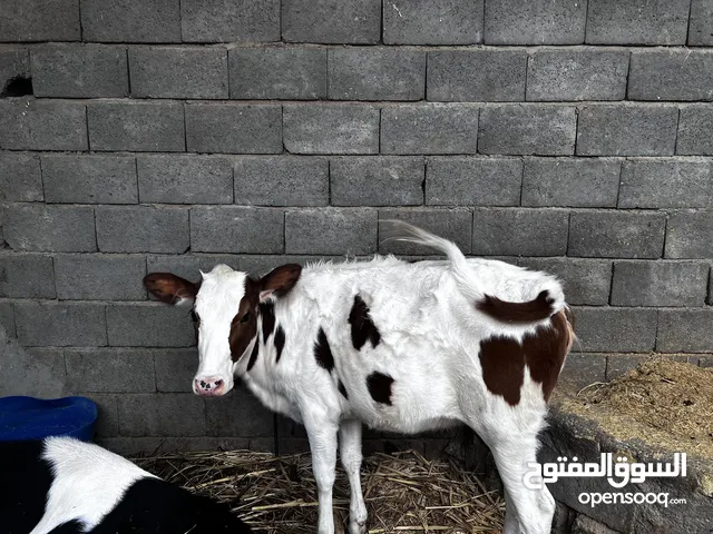 حوليه للبيع سعره 850