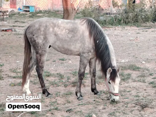 # فلو الدم 4\3