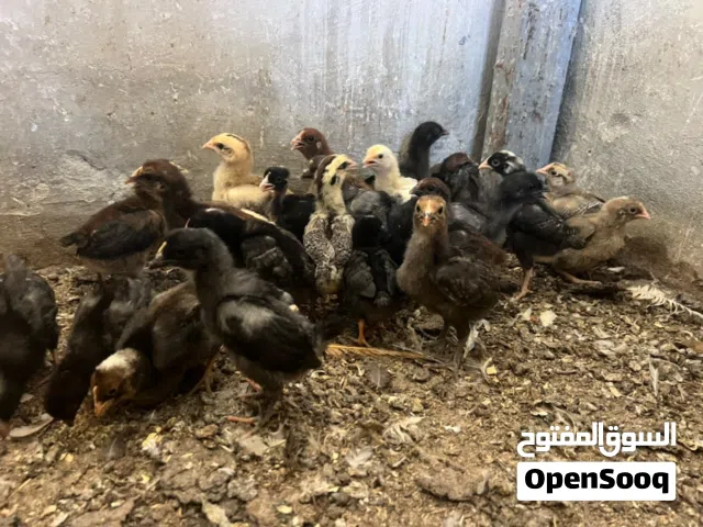 صيصان بلدي نخب اول