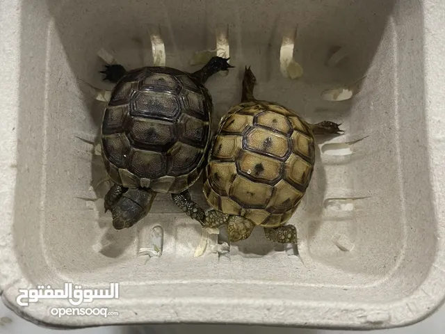 Tortoise available in Dubai