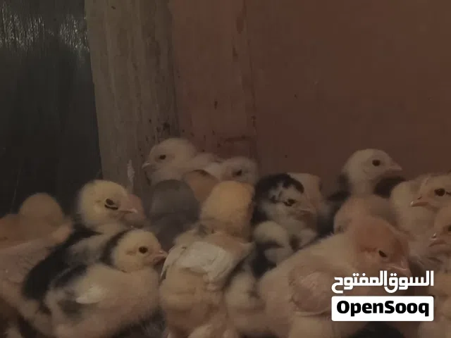 سلام عليكم