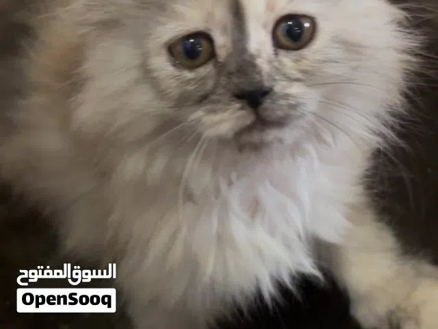 قطتين انثى عمرهم شهرين