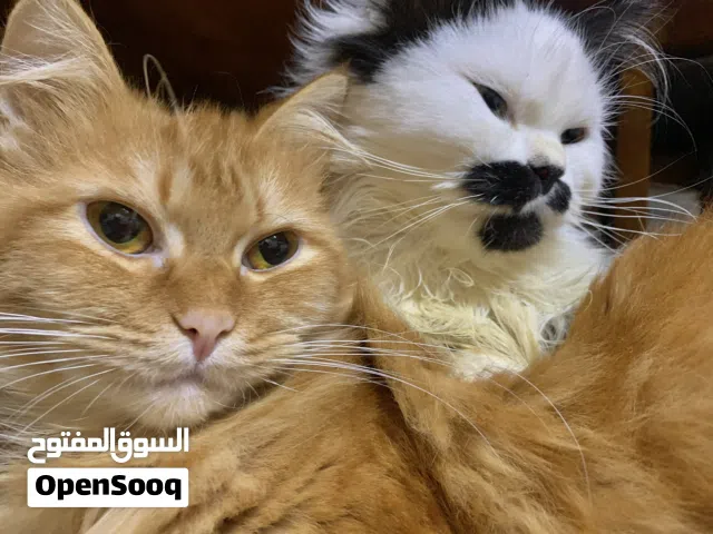 شيرازي تبني