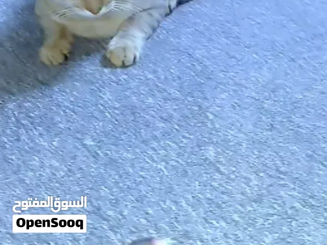 قطه ذكر  كلش ذكي
