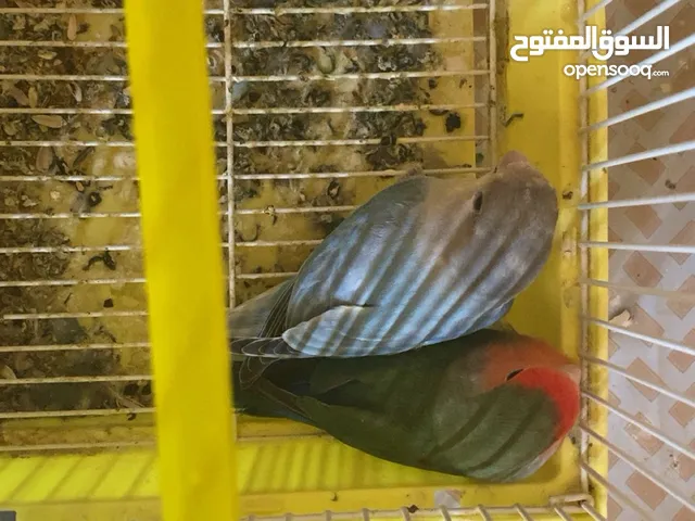 روز 2 1 أليف