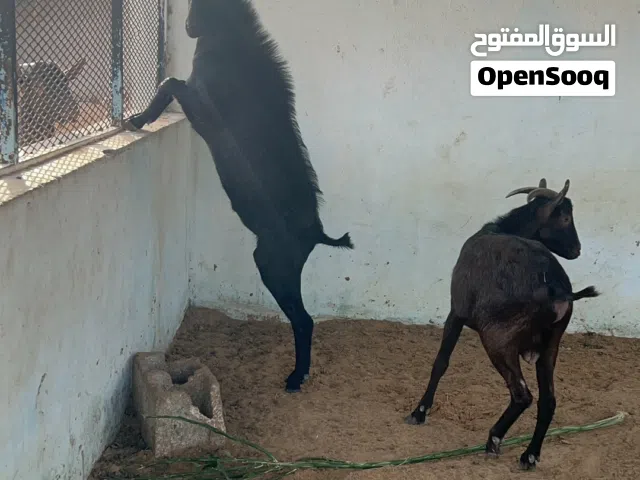 زوز جديان مرسيانو للبيع .