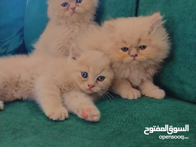 ثلاثة قطط هامالايا مميزة لون كابتشينو للبيع المستعجل والفوري لعدم التفرغ