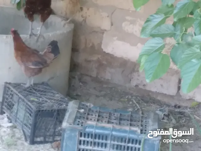 الدجاجه الوحدة على 45 والفروج 25