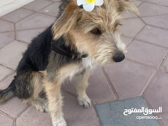 (yorki mix) انثى