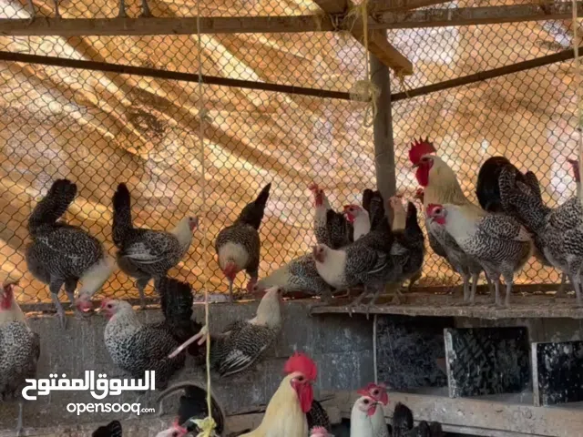 للبيع صيصان الدجاج الفيومي(تواصل وتساب فقط)