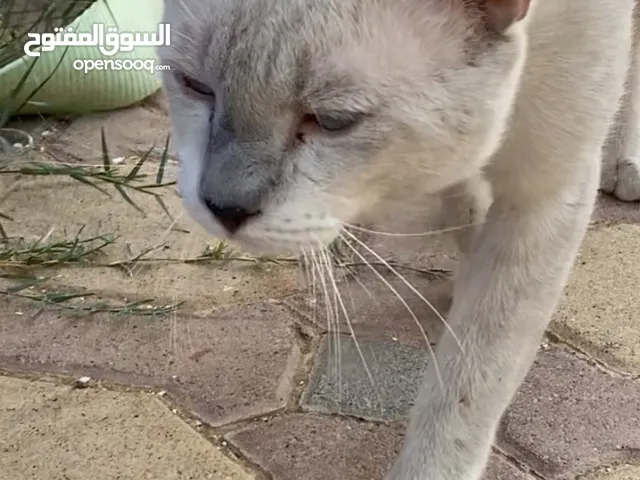 قط هملايا قصير الشعر اليف و يحتاج شخص يتبناه ويرعاه. التواصل عن طريق التطبيق او الواتساب