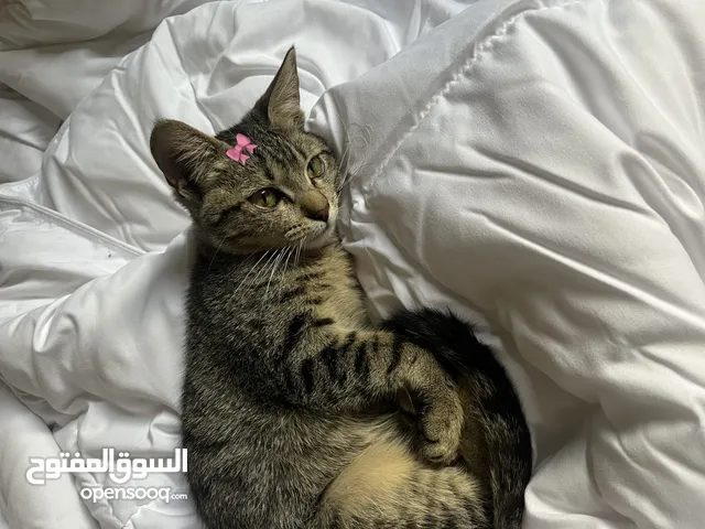A Female -5months old- Tabby cat for adaption