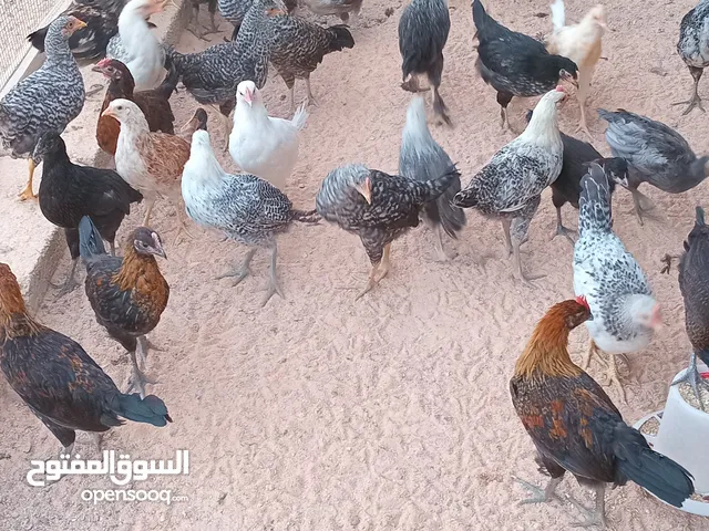 دجاج  عربي العدد70  العمر 3شهورالمكان زليتن