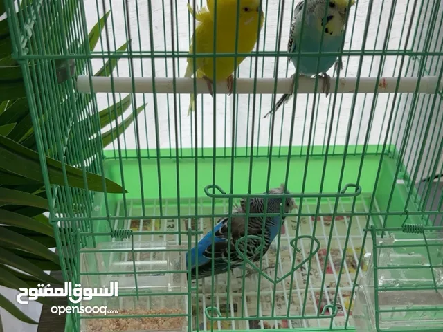 طيور الهوقو