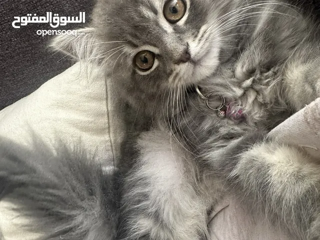 قط ذكر للبيع